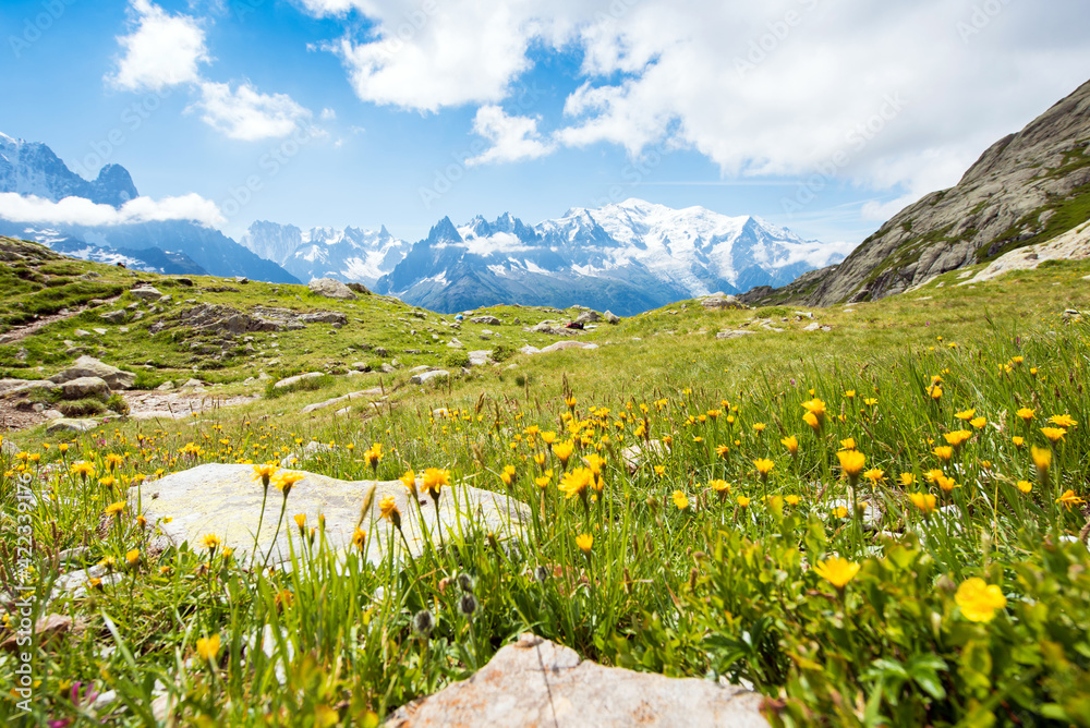 Beautiful yellow flowers on a background of Mont Blanc in the French Alps, Europe. La Blanc