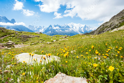 Obraz na płótnie Beautiful yellow flowers on a background of Mont Blanc in the French Alps, Europe. La Blanc w salonie