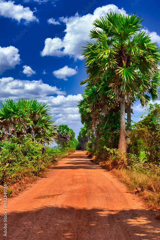Rural plantations in countryside of Cambodia Rural plantations in countryside of Cambodia