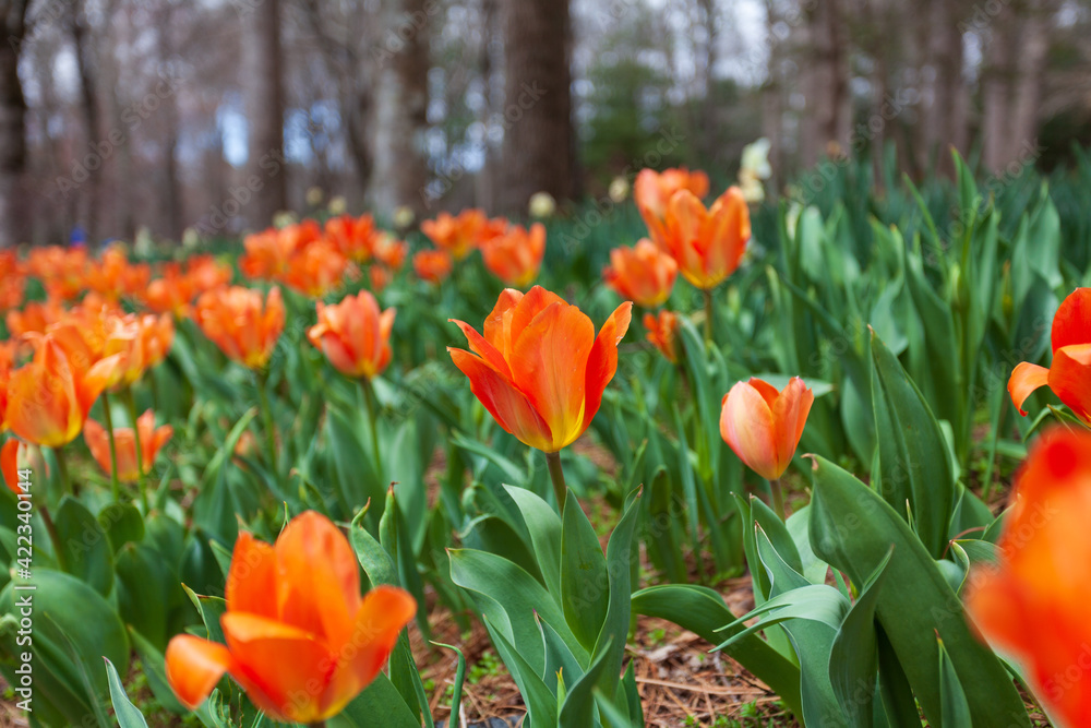 Colorful Tulip Field in Spring Colorful Tulip Field in Spring