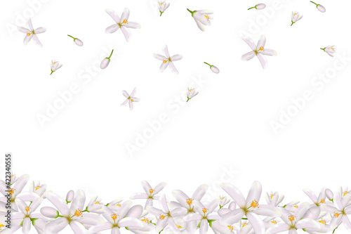 Realistic orange flowering branch,neroli flowers.Labels of Cosmetic Skin Care Product Design . Vector illustration.