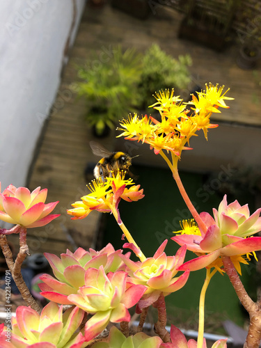 Tapety artystyczne Bourdon butinant une fleur