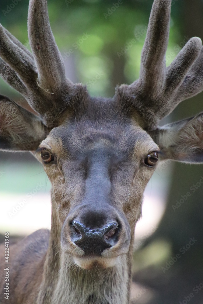 Fototapeta premium Hirsch Nahaufnahme in der Natur