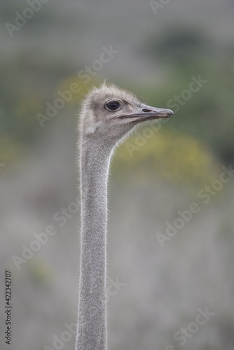 ostrich