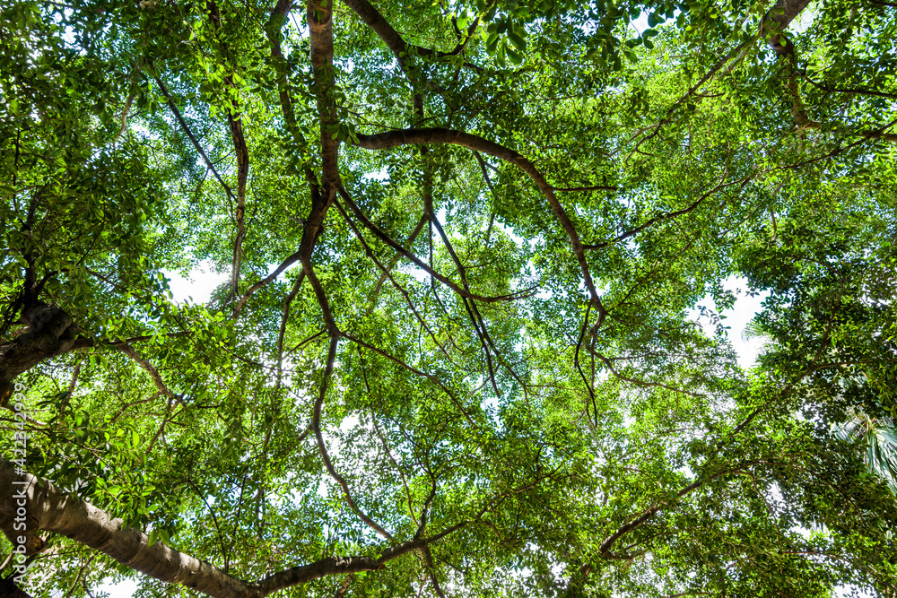low angle view of lush banyan tree with blue sky as background low angle view of lush banyan tree with blue sky as background