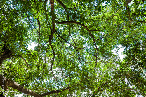 low angle view of lush banyan tree with blue sky as background