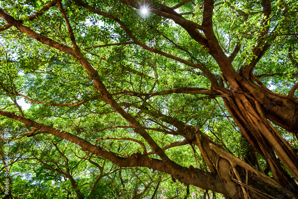 low angle view of lush banyan tree with blue sky as background low angle view of lush banyan tree with blue sky as background
