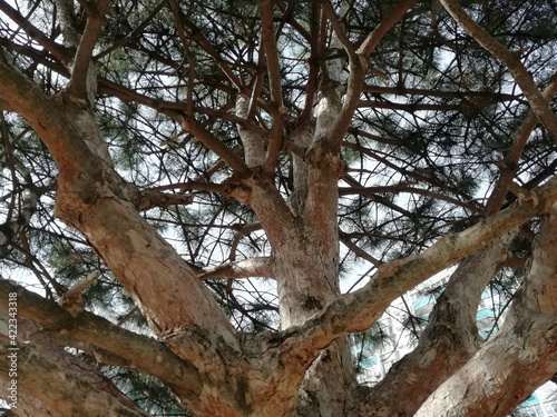 
Pine bottom view