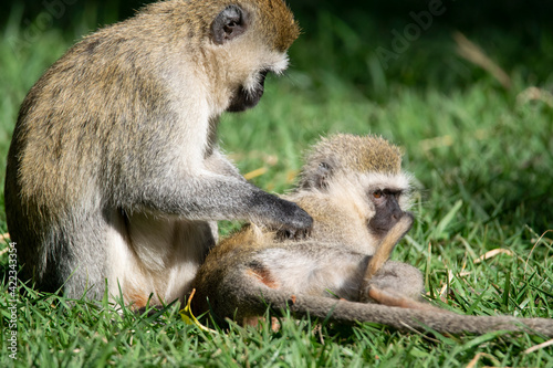 Monkey