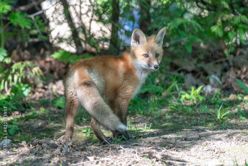 Young fox kit beginning to explore its surroundings close to the den Young fox kit beginning to explore its surroundings close to the den