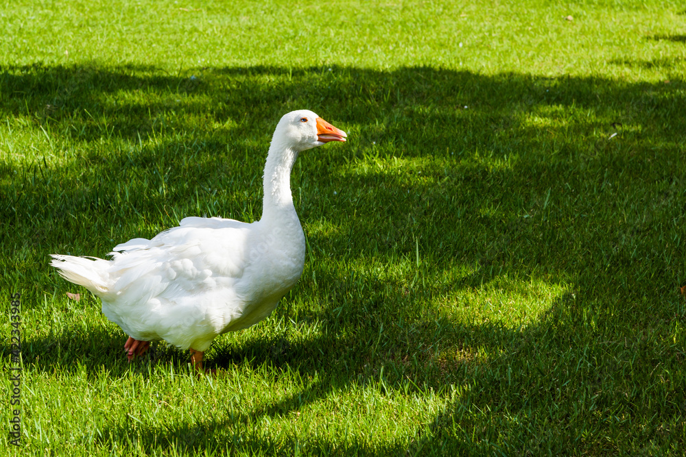 Geese on the lawn in Tainan Metropolitan Park, Taiwan. Geese on the lawn in Tainan Metropolitan Park, Taiwan.