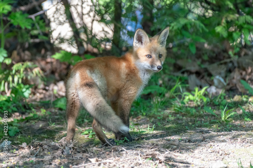 Young fox kit beginning to explore its surroundings close to the den © Karen Hogan