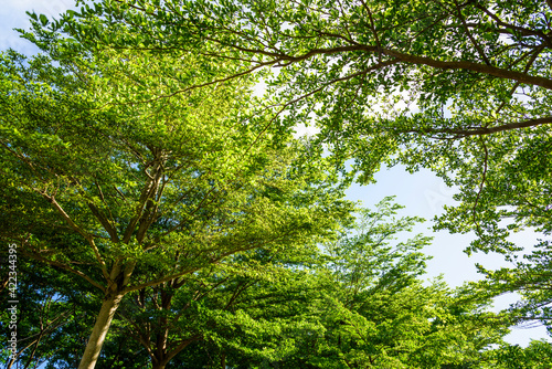 low angle view of green trees with the blue sky background