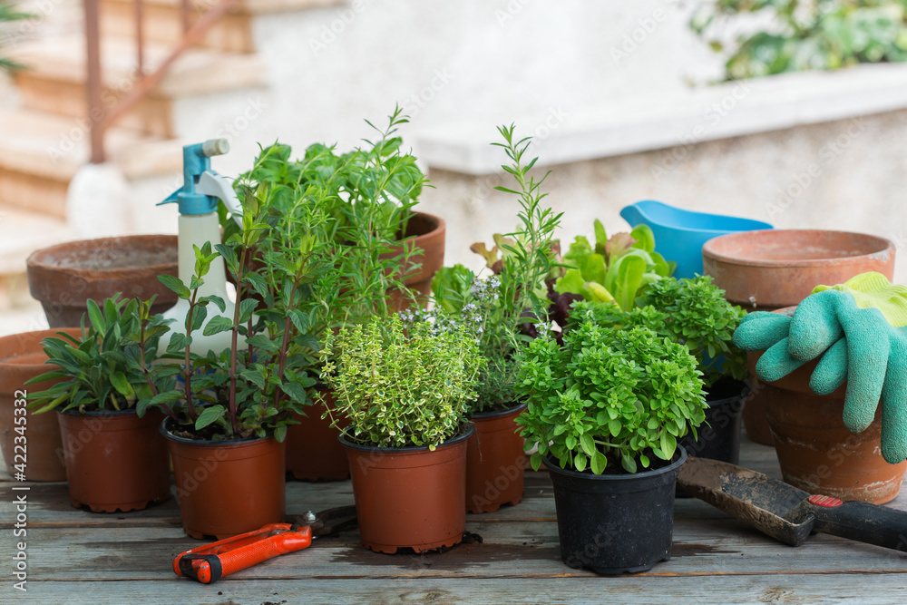 Assortment of spicy herbs and lettuce for planting urban garden Assortment of spicy herbs and lettuce for planting urban garden