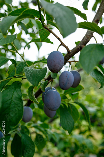 plums on the tree in the orchard