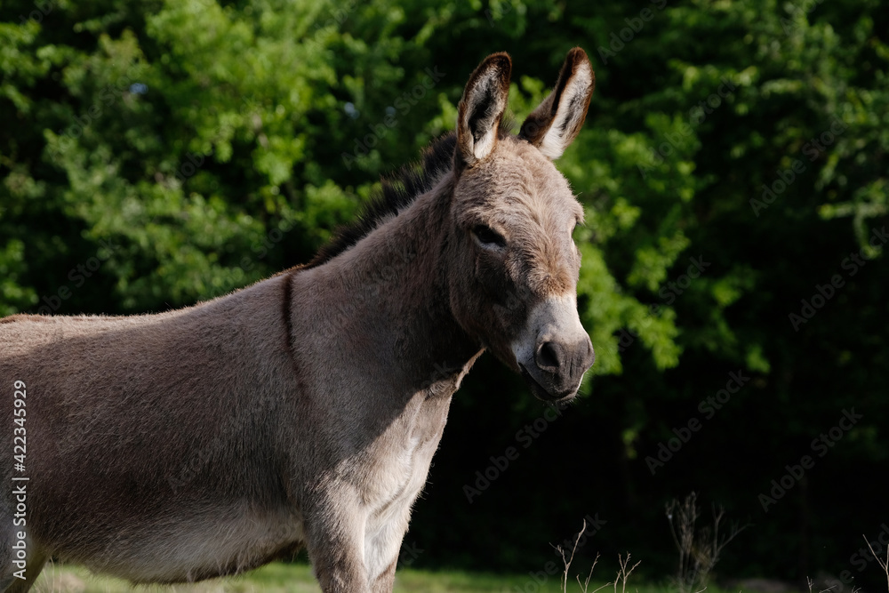 mini donkey in the spring field mini donkey in the spring field