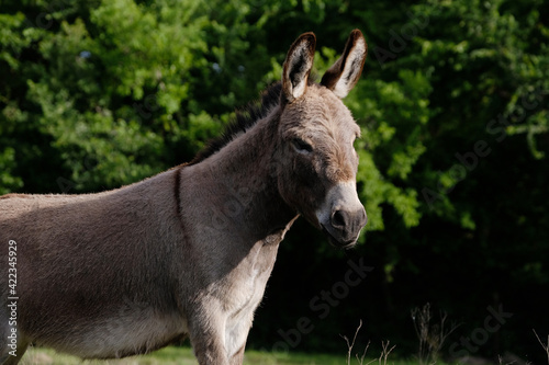 mini donkey in the spring field