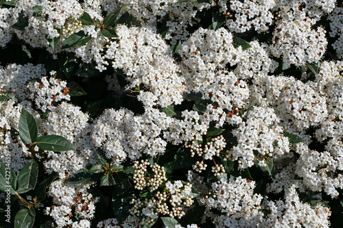 Macro of the crown of a white flowering laurustinus / viburnum tinus plant
