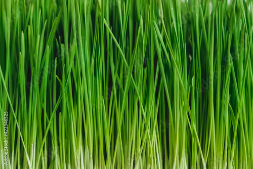 Fresh green grass as background texture. Copy  empty space for text