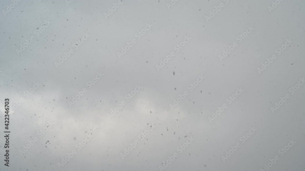 Spokojnie spadający śnieg, płatki śniegu, Zimowe tło, podkład na święta bożego narodzenia Spokojnie spadający śnieg, płatki śniegu, Zimowe tło, podkład na święta bożego narodzenia