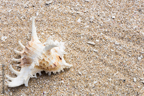 close-up of seashells placed on the beach photo