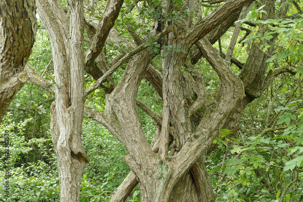 Close-up of tree trunks and a beautiful round crutch showing more interwined tree trunks and a in the so-called ghost forest near Nienhagen, Baltic Sea, Germany, Europe
