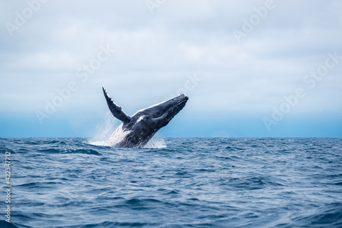 Humpback whale breaching. Humpback whale jumps out of the water  Isla de la Plata  Ecuador