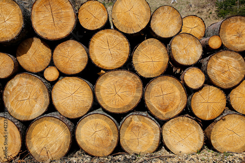 pile of wood logs stumps for winter
