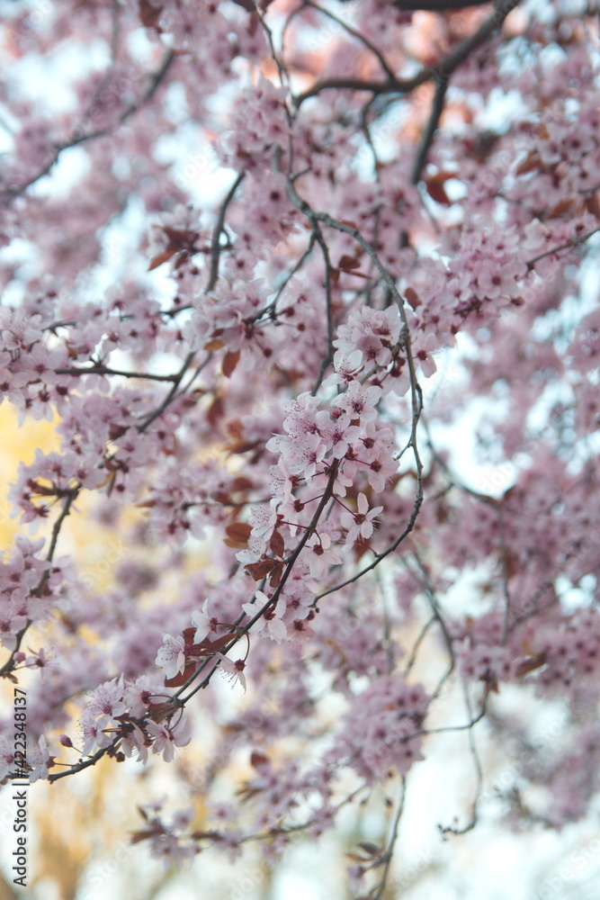 Blossom of Cherry Prunus serrulata, Prunus cerasifera var. pissardii, Black Cherry Plum, Purple Leaf Plum Blossom of Cherry Prunus serrulata, Prunus cerasifera var. pissardii, Black Cherry Plum, Purple Leaf Plum