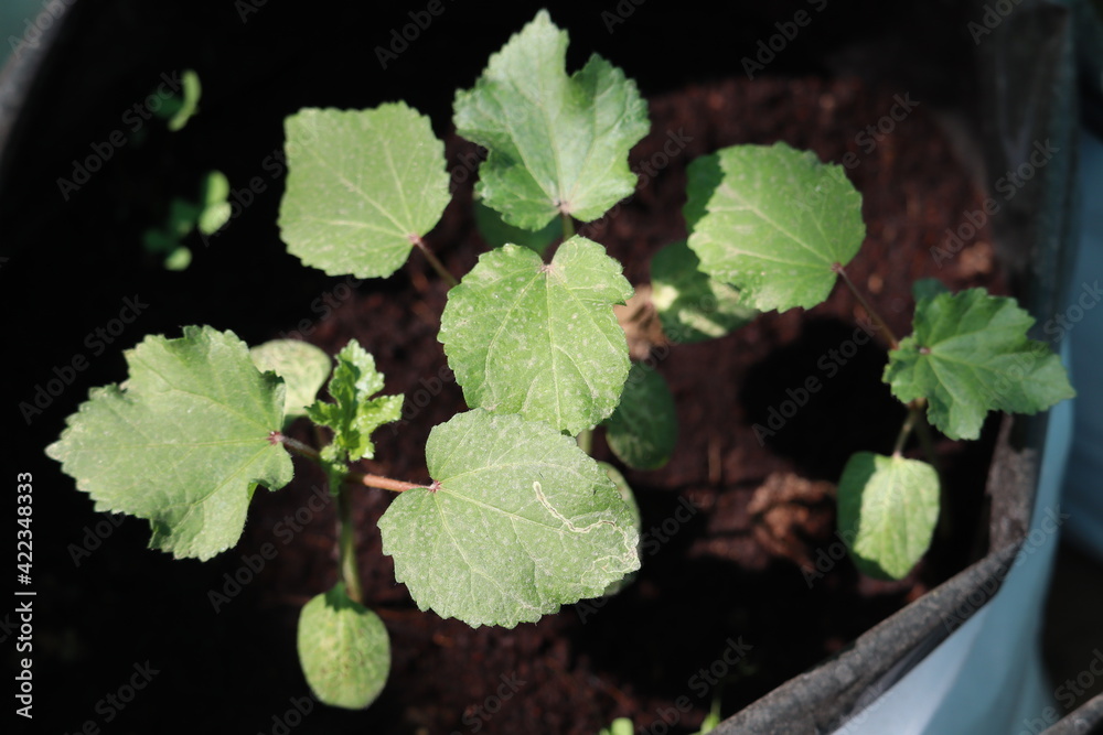 Close up of the Organic vegetable plants growing in the plastic grow bags kept on the Kitchen garden. Close up of the Organic vegetable plants growing in the plastic grow bags kept on the Kitchen garden.