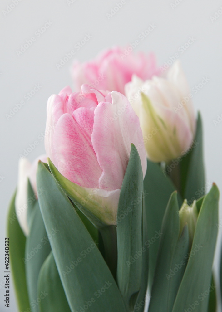 Blossom of pastel pink white Tulips Blossom of pastel pink white Tulips