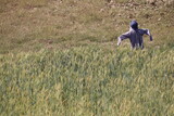 New Delhi, Delhi India- March 07 2021: A scarecrow placed on the agricultural land of wheat farm to keep away birds and insects.