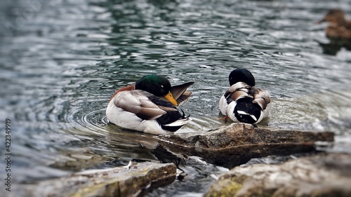 Ducks
