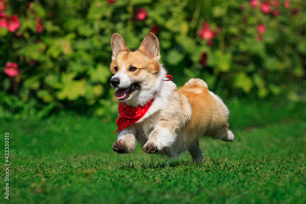 funny corgi dog puppy runs merrily through the green grass in a summer sunny meadow with its paws raised high