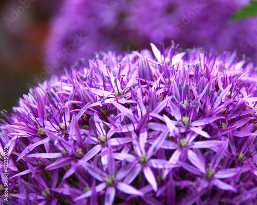 Allium Zierlauch Nahaufnahme