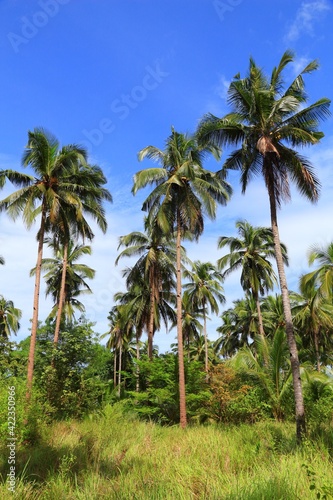 Palawan palm trees