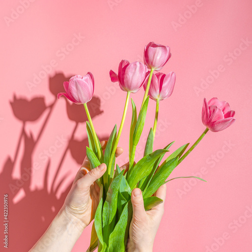 A girl holding pink tulips  a woman s hands with a bouquet gift on a pink background  hard sunlight. Floral spring background.