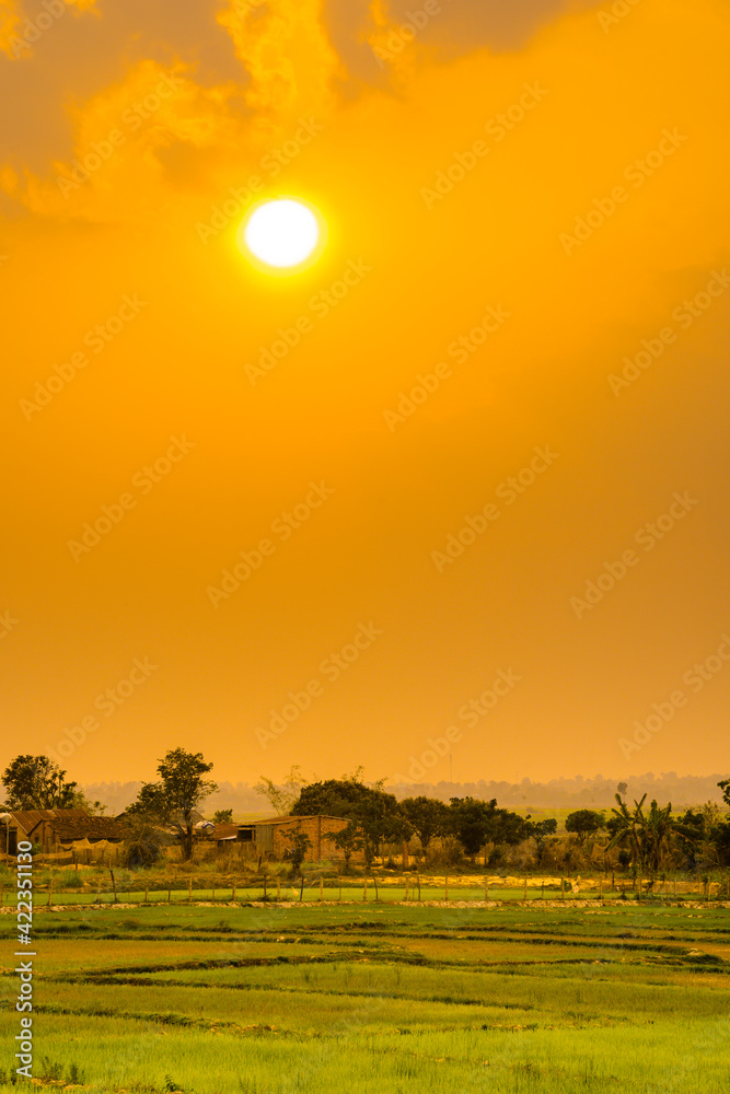 Obraz premium Green rice field with mountains background under sunset sky