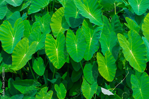 Green giant taro leaves Weeds in tropical wetlands in Southeast Asia.
 photo