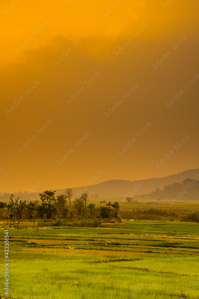 Green rice field with mountains background under sunset sky