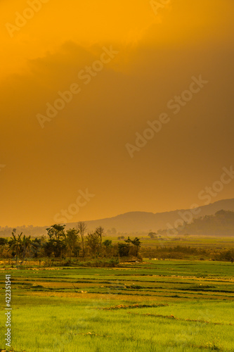 Green rice field with mountains background under sunset sky