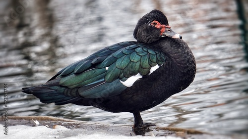Muscovy Duck