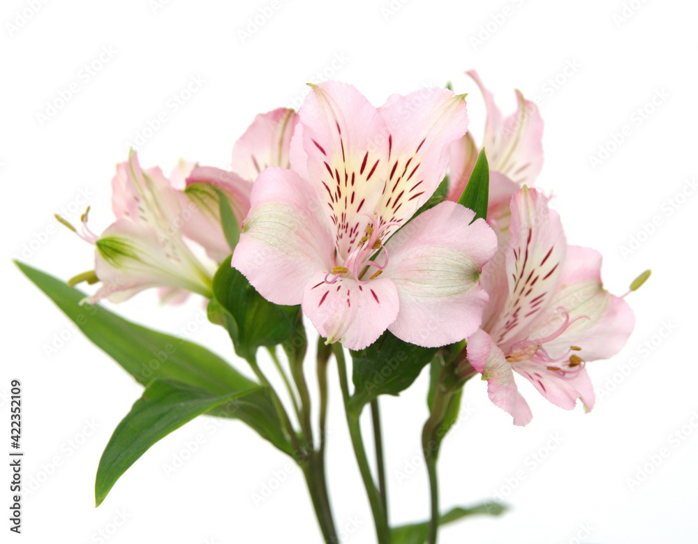 Fototapeta premium Peruvian lily, Alstroemeria, lily of the Incas with light pink flowers, on white background