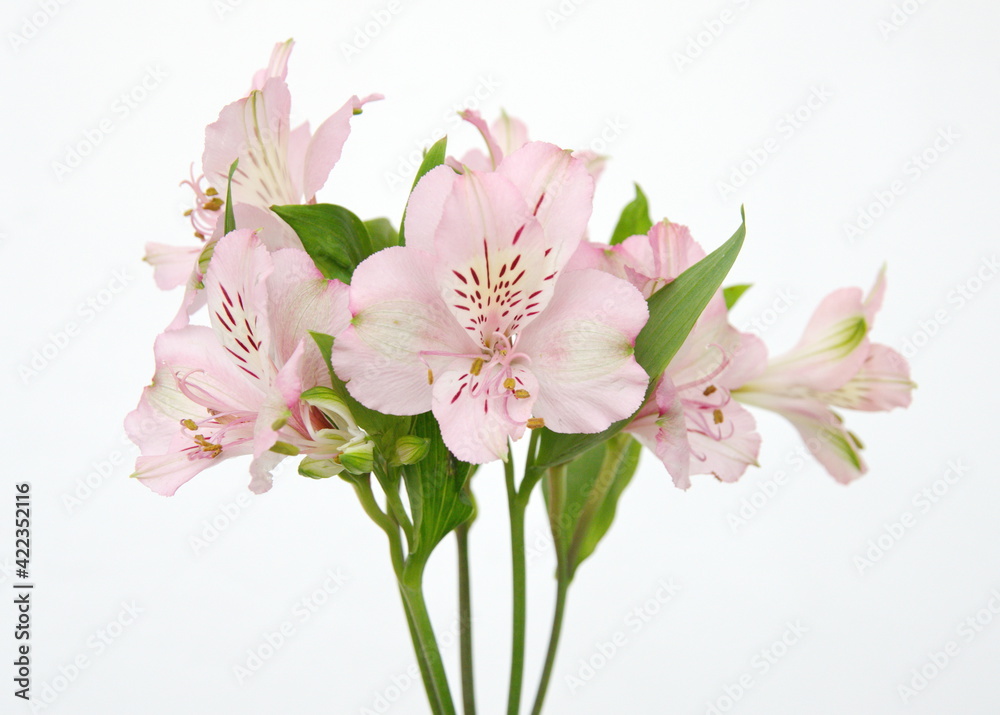 Naklejka premium Peruvian lily, Alstroemeria, lily of the Incas with light pink flowers, on white background