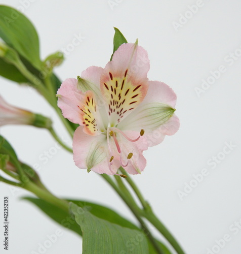 Peruvian lily  Alstroemeria   lily of the Incas with light pink flowers