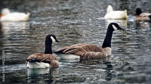 Geese 