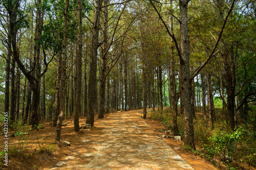 Cement road leading to pine forest in Gia Lai province, Vietnam