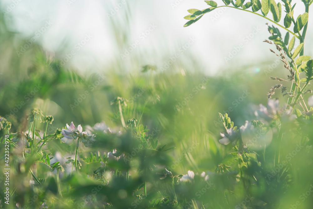 Beautiful green grass and flowers on field at summer day at sunlight. Green meadow fresh springtime landscape, nobody, tranquil scene Beautiful green grass and flowers on field at summer day at sunlight. Green meadow fresh springtime landscape, nobody, tranquil scene