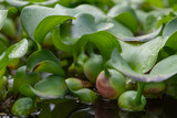 Many water hyacinth plants on the lake with drops of water on the leaves.
