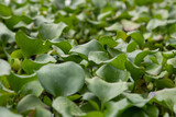 Many water hyacinth plants on the lake with drops of water on the leaves.